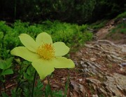 17 Pulsatilla alpina sulphurea